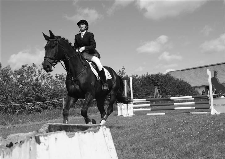 Dansk Varmblod Coronopus (DØD) - Seje Connie´Hest efter sidste spring (: billede 18