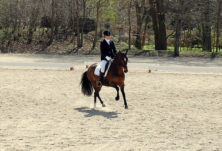 Hollandsk Sportspony Daphne B-pony *solgt* - 15.  3 afdeling af Københavnsmesterskaberne 2010, LA3, 68% nr. 2 billede 15