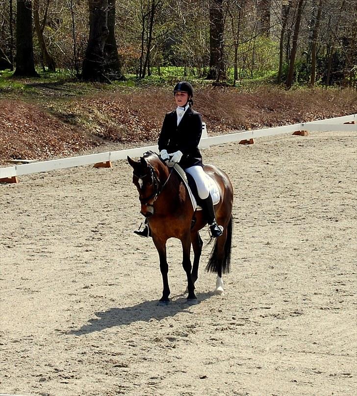 Hollandsk Sportspony Daphne B-pony *solgt* - 16.  3 afdeling af Københavnsmesterskaberne 2010, LA3, 68% nr. 2 billede 16