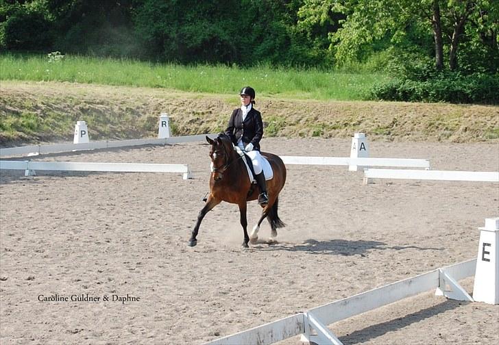 Hollandsk Sportspony Daphne B-pony *solgt* - 17. LA3 til finalerne af Københavnsmesterskaberne 2010 billede 17