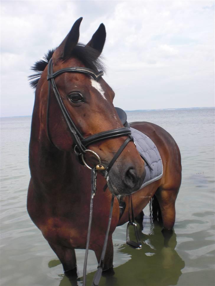 Hollandsk Sportspony Daphne B-pony *solgt* - 18. Daphne i vandet på langeland sammen med mig, browny og Maja ;D tak for en fantasrisk tur <3 billede 18