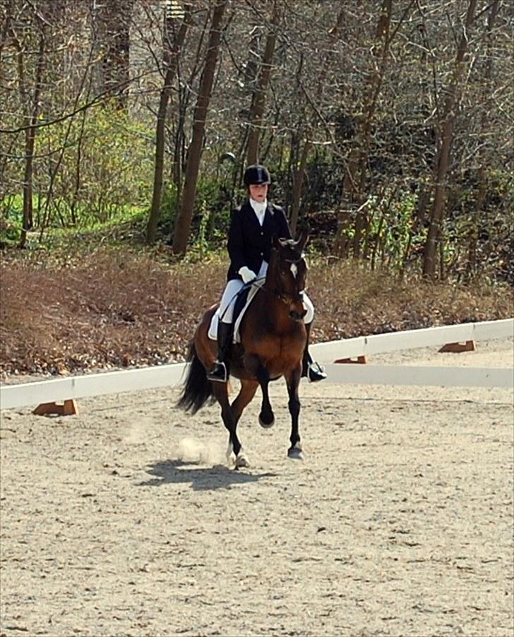 Hollandsk Sportspony Daphne B-pony *solgt* - 19.  3 afdeling af Københavnsmesterskaberne 2010, LA3, 68% nr. 2 billede 19