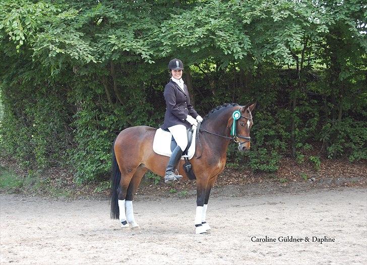 Hollandsk Sportspony Daphne B-pony *solgt* - 20. Nr. 3 i Kbh mesterskabet 2010 billede 20