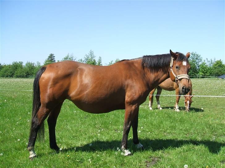 Dansk Varmblod Waldau   billede 2