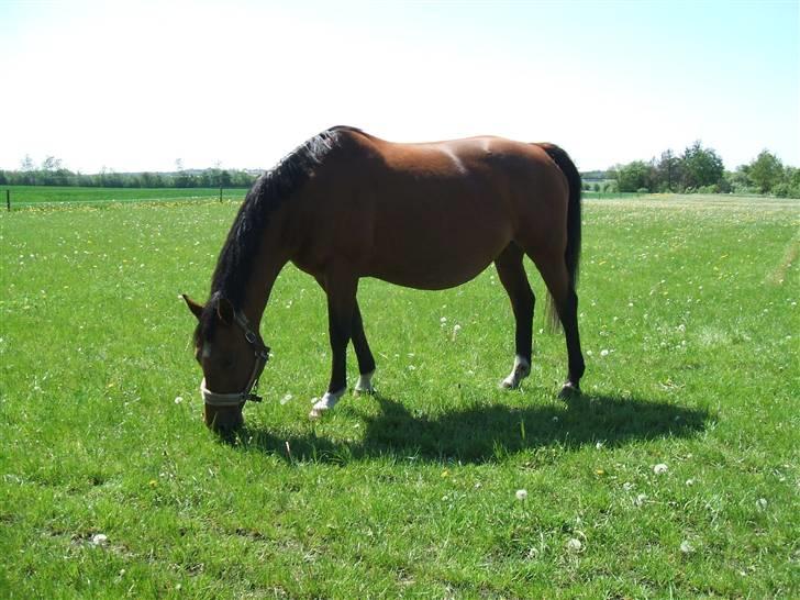 Dansk Varmblod Waldau   billede 3