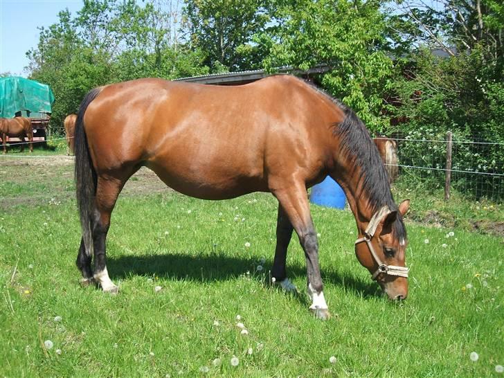 Dansk Varmblod Waldau   billede 4