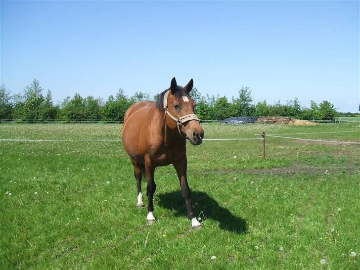 Dansk Varmblod Waldau   billede 5
