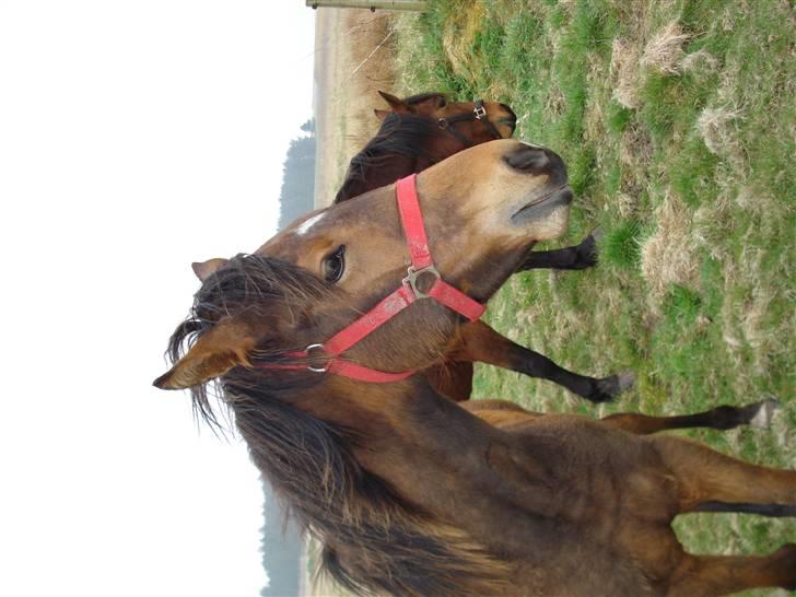 Anden særlig race Nigel *Solgt* billede 6