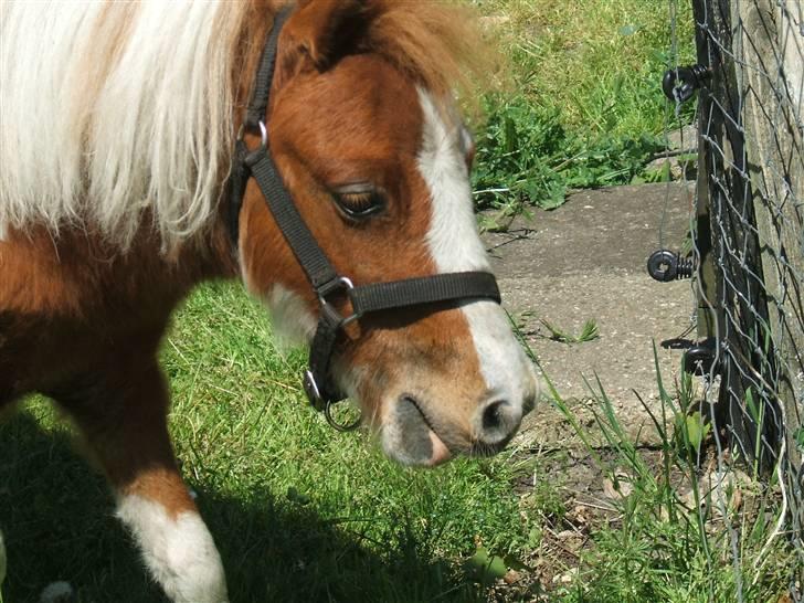 Shetlænder Lille Rasmine  billede 1