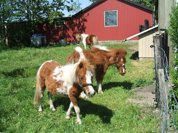Shetlænder Lille Rasmine  billede 2