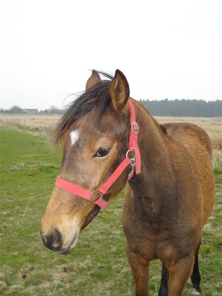 Anden særlig race Nigel *Solgt* billede 7