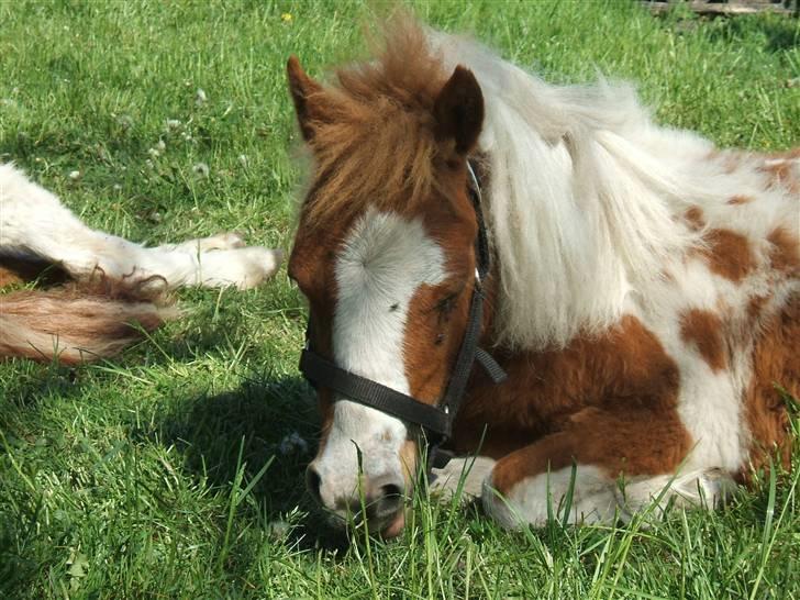 Shetlænder Lille Rasmine  billede 3