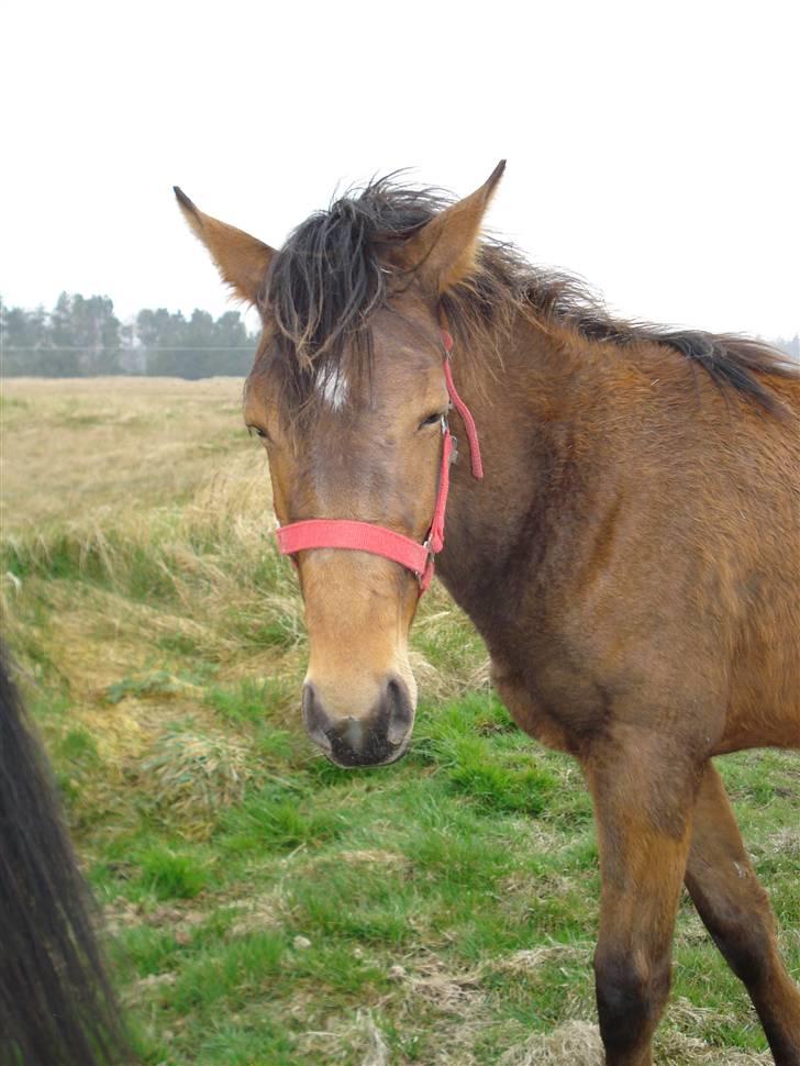 Anden særlig race Nigel *Solgt* billede 8