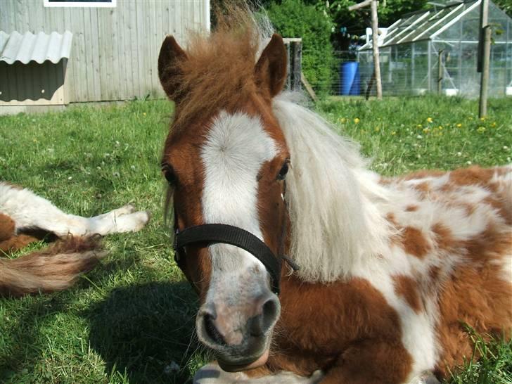Shetlænder Lille Rasmine  billede 4