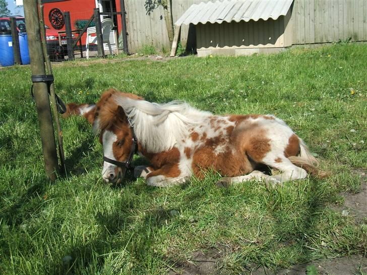 Shetlænder Lille Rasmine  billede 5