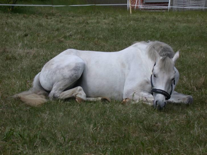Welsh Pony (sec B) korreborgs figaro(SOLGT): - godnat tager lige en middagslur billede 3