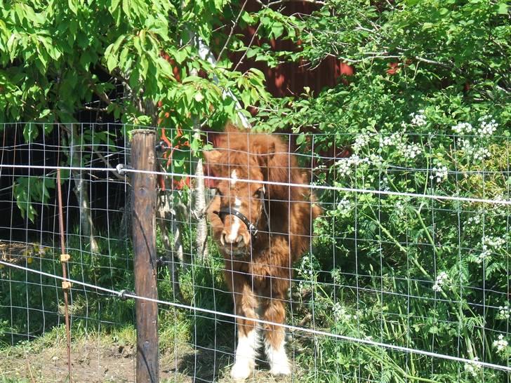 Shetlænder Mini Max  billede 2