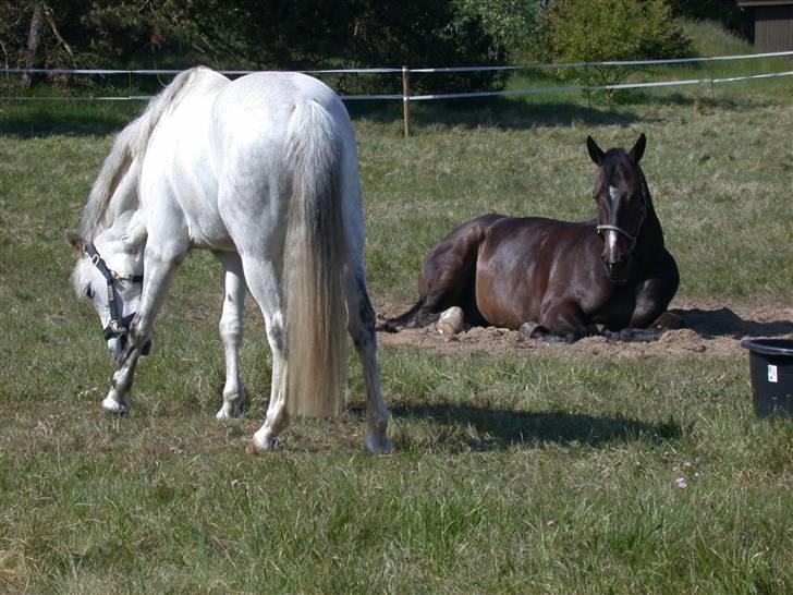 Welsh Pony (sec B) korreborgs figaro(SOLGT): - Uffe er min bedste ven!!:) billede 4