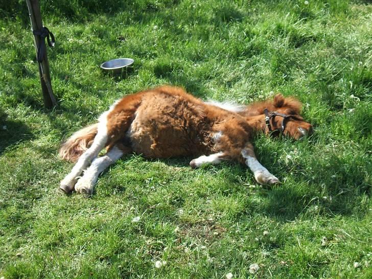 Shetlænder Mini Max  - Godnat billede 3