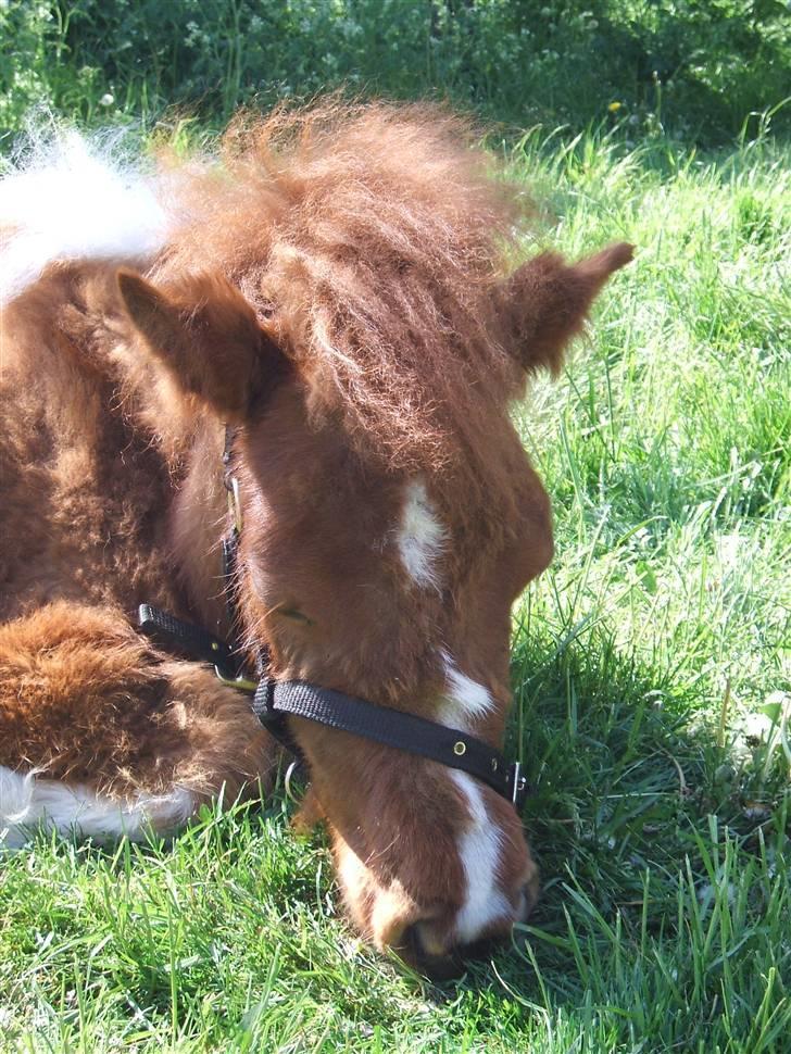 Shetlænder Mini Max  billede 4