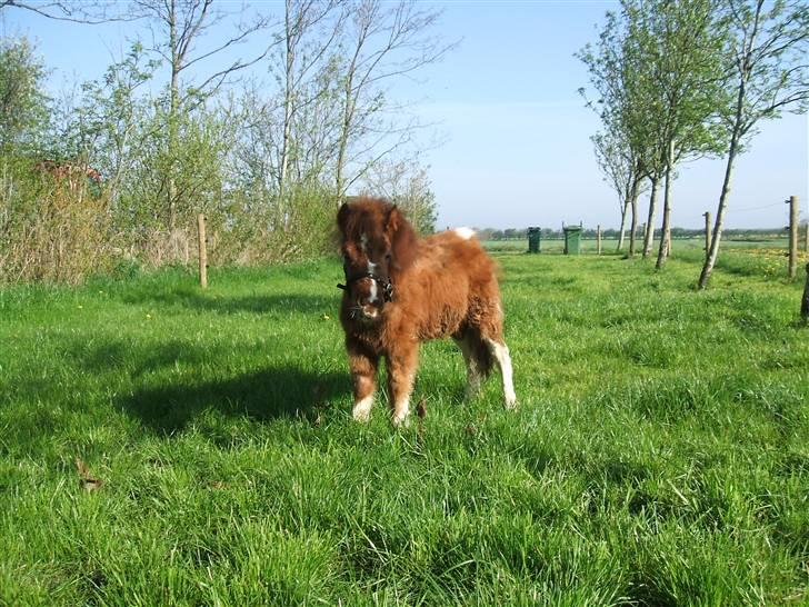 Shetlænder Mini Max  billede 5