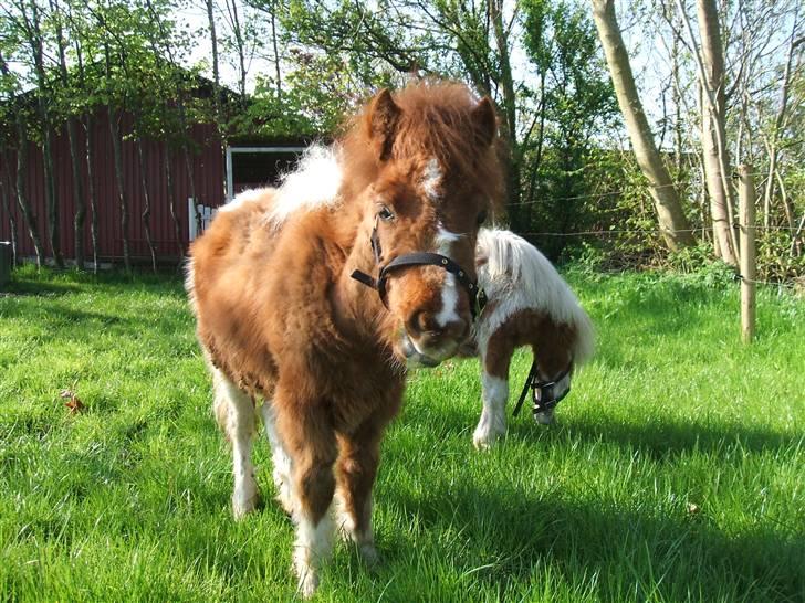 Shetlænder Mini Max  billede 6