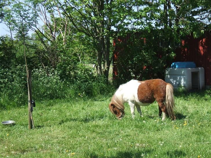 Shetlænder Hov´sa  billede 1