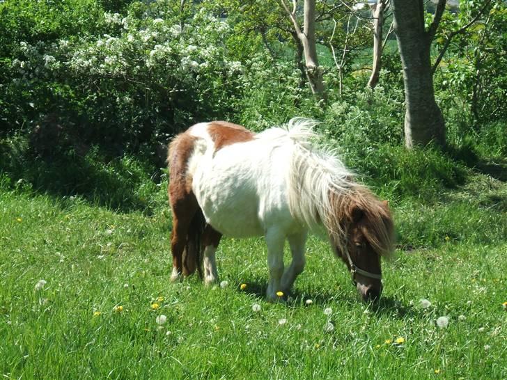 Shetlænder Hov´sa  billede 2