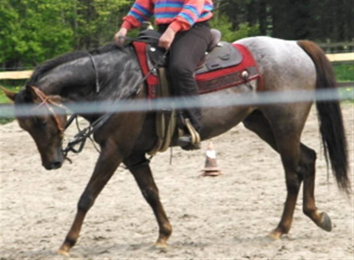 Appaloosa HHgomiss Mazie bar Solgt - Træning i sverige. billede 17