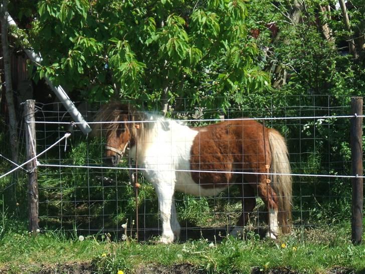 Shetlænder Hov´sa  billede 3