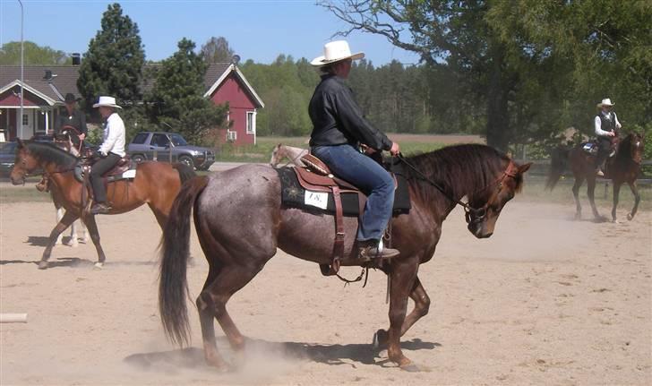 Appaloosa HHgomiss Mazie bar Solgt - Til stævne billede 18