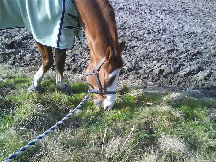 Frederiksborg Chaplin R.I.P<3 - Chaplin spiser dejligt græs. billede 7