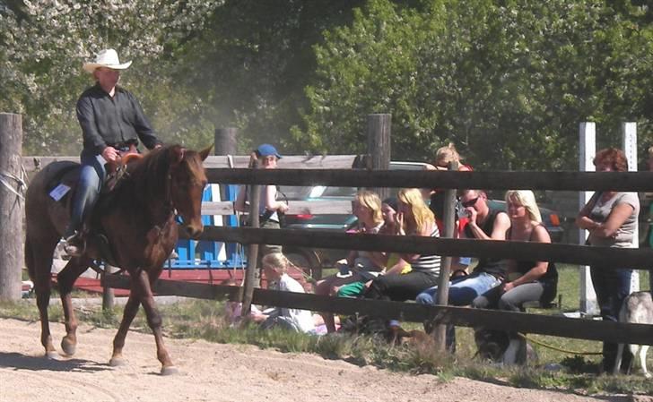 Appaloosa HHgomiss Mazie bar Solgt - Stvæne igen billede 19