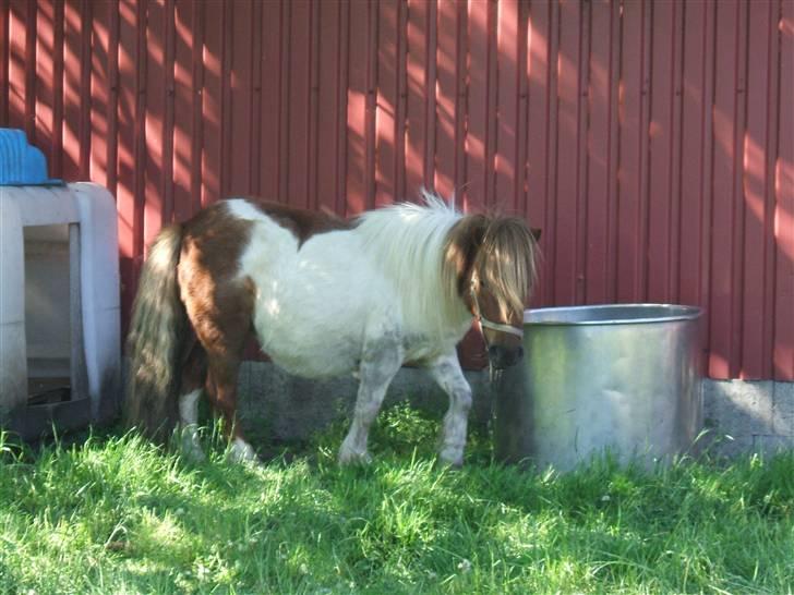 Shetlænder Hov´sa  billede 4