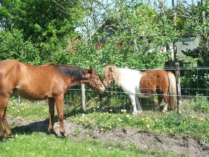 Shetlænder Hov´sa  billede 5