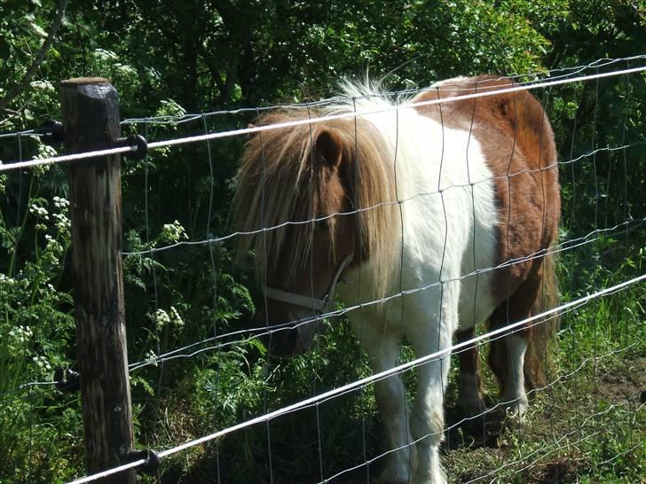 Shetlænder Hov´sa  billede 6