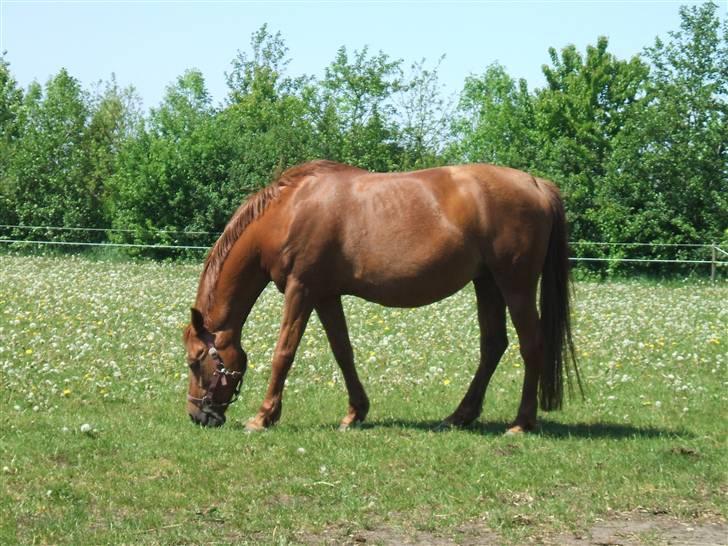 Anden særlig race Bonnie billede 19