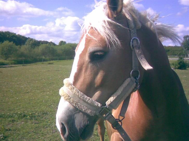 Haflinger Bayla(Solgt) - Lille smukke bayla på fold billede 1