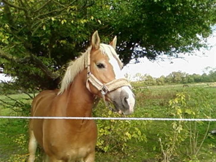 Haflinger Bayla(Solgt) - gnubber røv billede 2