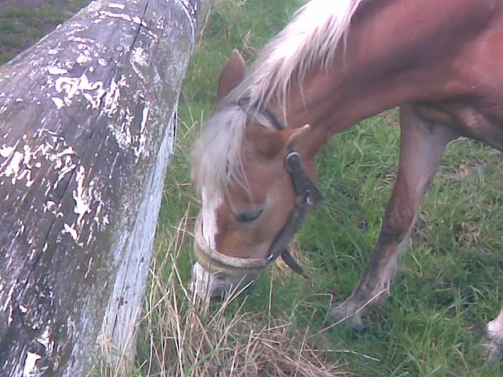 Haflinger Bayla(Solgt) - æder græs billede 3