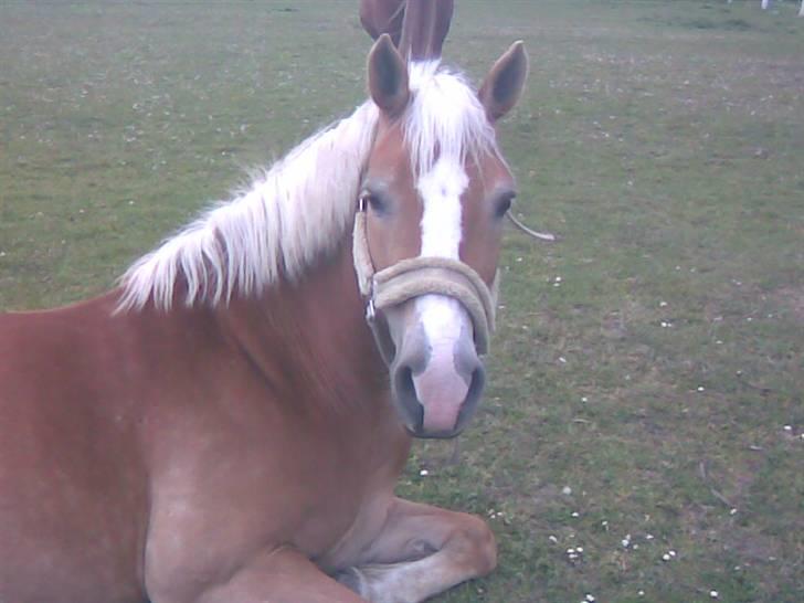 Haflinger Bayla(Solgt) - jeg taar en slapper billede 4