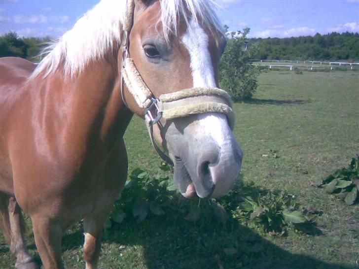 Haflinger Bayla(Solgt) - gi´ du en gulerrøde billede 5