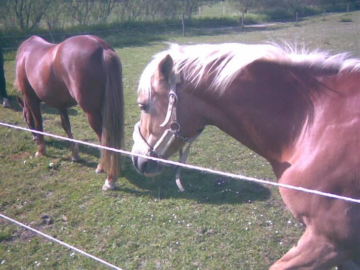 Haflinger Bayla(Solgt) - jeg går lige hen til Dublin billede 6