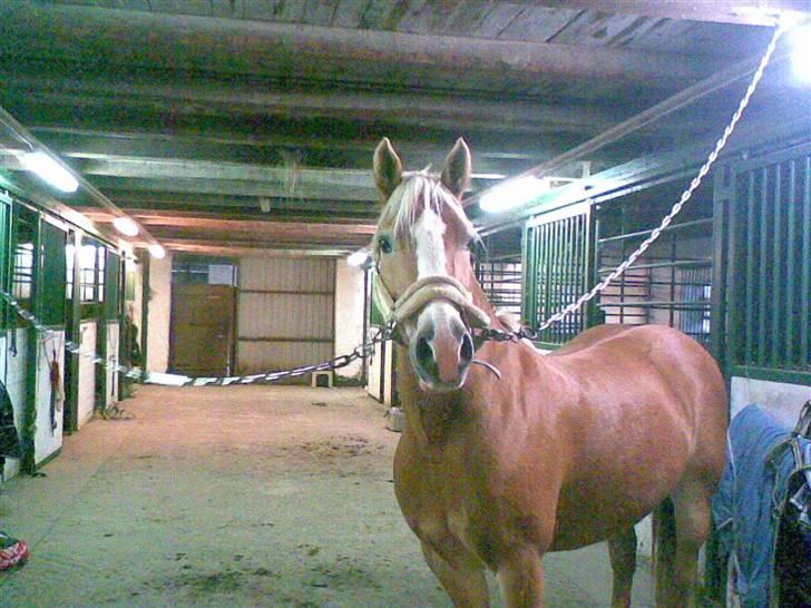 Haflinger Bayla(Solgt) - Ej hvor er jeg fin<3--<3 billede 7