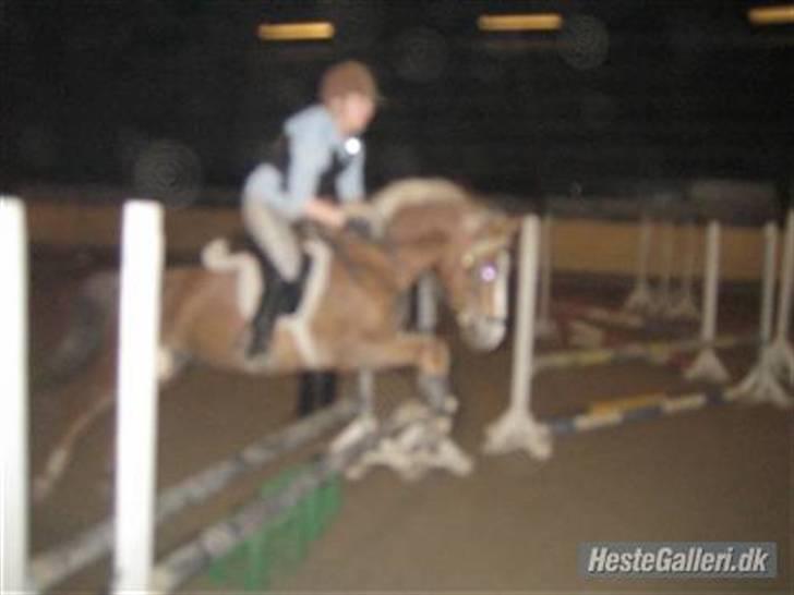 Anden særlig race Sebastian (Foxy) SOLGT - Foxy&mig - foto: Michael Priess (læg lige mærke til at springet kun er 60 og han springer dobbelt så højt) billede 7