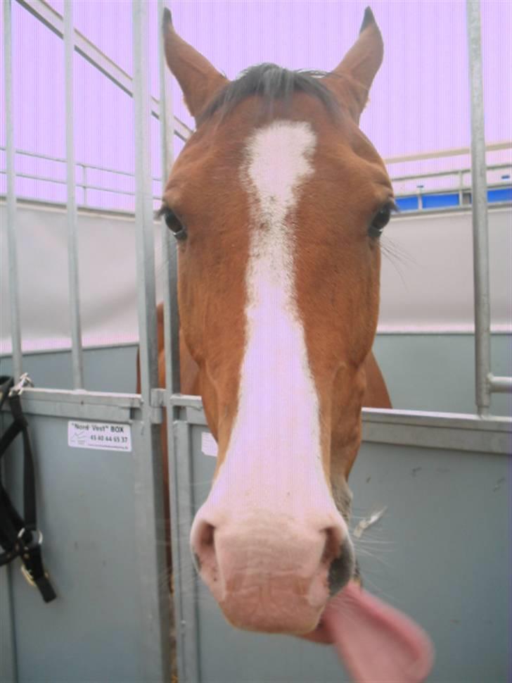 Anden særlig race /Araber Cheval - Lidt sjov skal man ha' når man sådan er parkeret i en stævneboks i 5 dage ;) billede 5