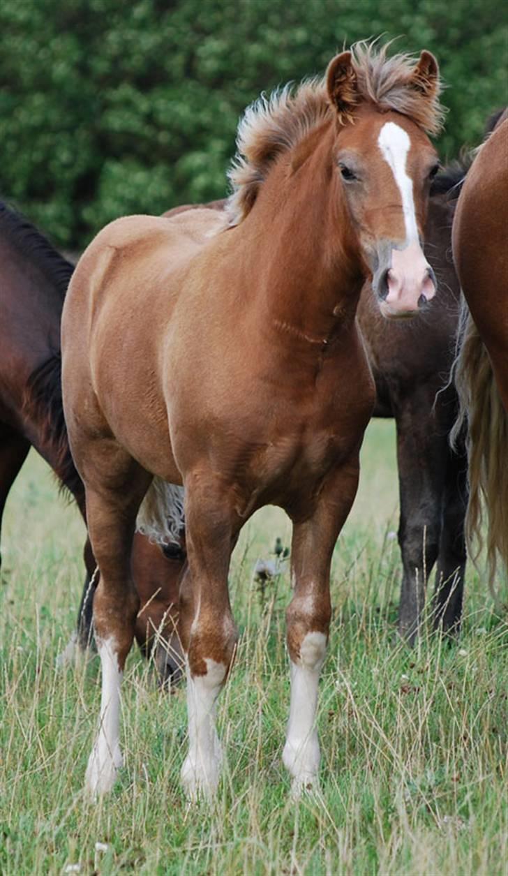 Welsh Cob (sec D) HolmLunds Royal Princess - taget d.26-8-2008 billede 8