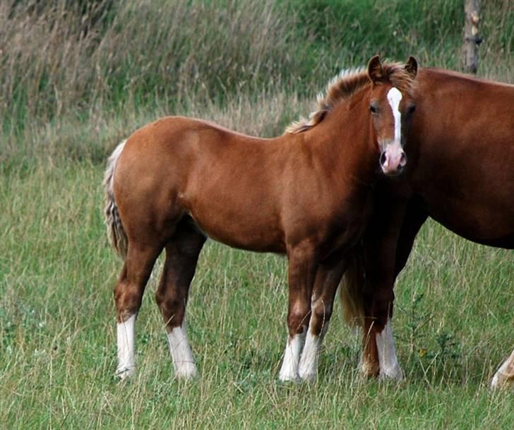 Welsh Cob (sec D) HolmLunds Royal Princess billede 9