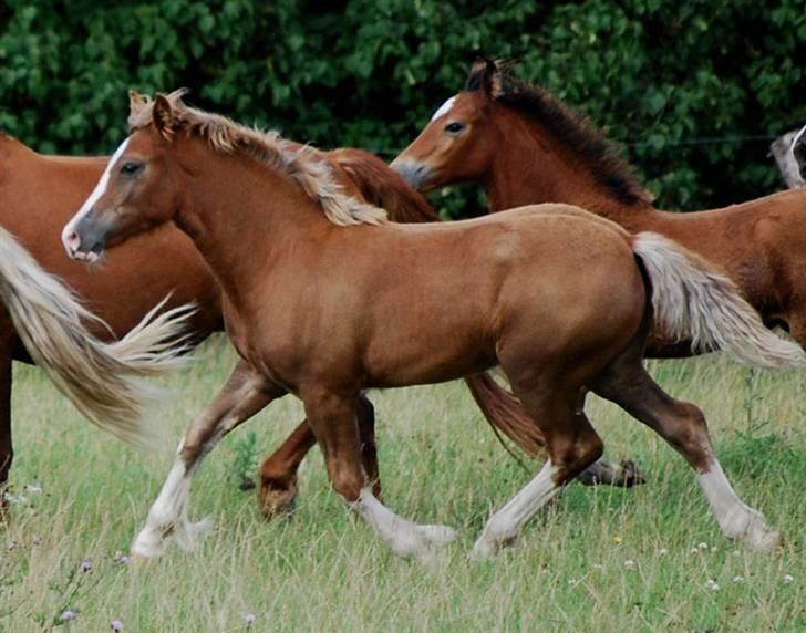 Welsh Cob (sec D) HolmLunds Royal Princess billede 10