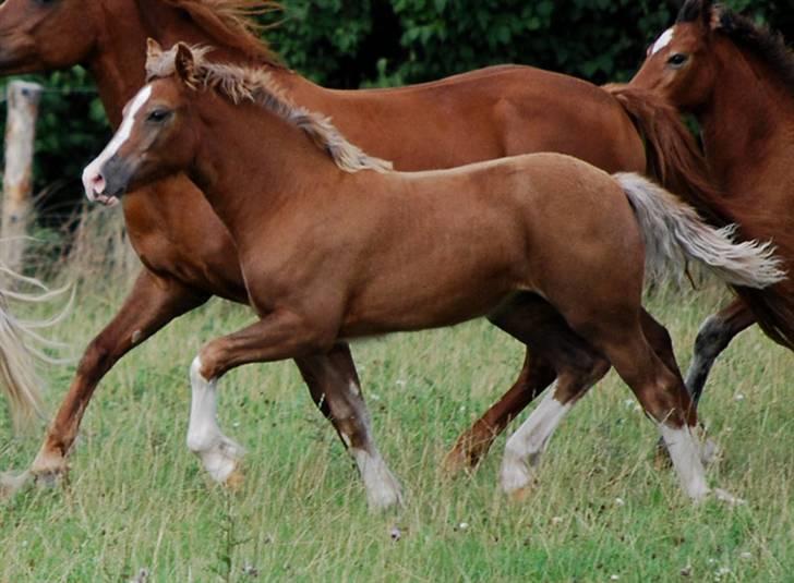 Welsh Cob (sec D) HolmLunds Royal Princess billede 11